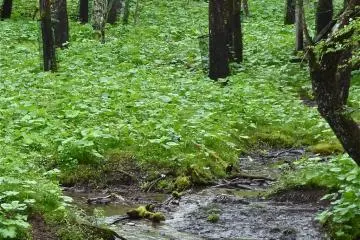 Wetlands surround the lake.