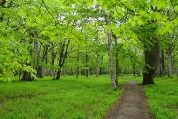 This path through the forest leads into the lake.