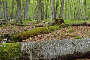 There is a lot of moss growing here. The lake area is very wet.