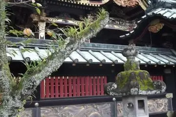 <p>나무 위에 자란 이끼</p>