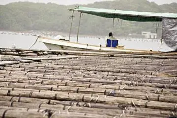 A bamboo jetty along the waterfront.