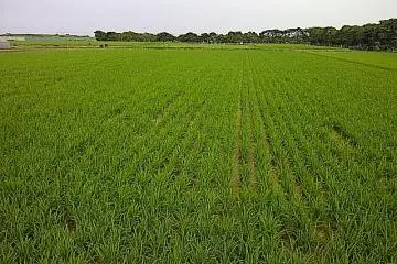 Rice - at the heart of so much of Japanese culture