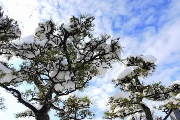 <p>Snow-covered pine trees under the blue sky</p>