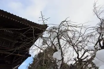 <p>Bare weeping cherry tree bearing snow on its branches</p>