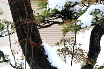 <p>Red and green in white snow</p>