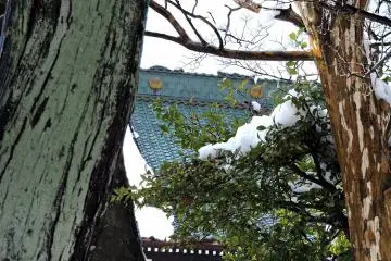 <p>Mengintip ke atap hijau dari ruang utama melalui pohon di taman</p>