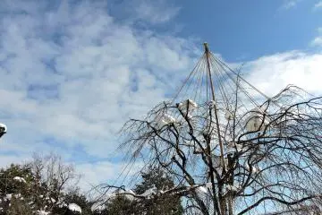 <p>Pohon ceri dengan batang gundul merunduk ditutupi salju menggapai tinggi ke langit biru</p>