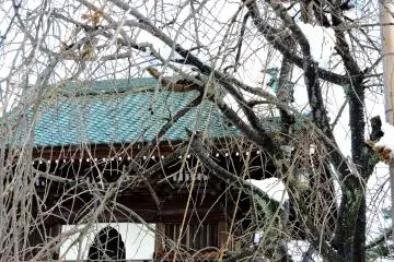 <p>Pohon ceri yang merunduk dengam gerbang utama yang cantik di Kuil Buddha Shougenji di latar belakang</p>