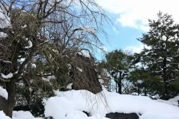 <p>Bebatuan dan pepohonan tertutupi salju di taman di bawah langit biru yang jarang terjadi di Fukui</p>