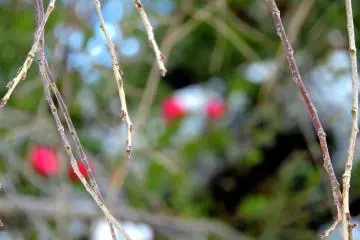 <p>Cabang-cabang pohon ceri merunduk dengan bunga camelia berwarna pink gelap di latar belakang</p>