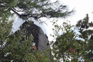 <p>Bunga camelia musim dingin, bebeatuan, dan pohon pinus di taman</p>