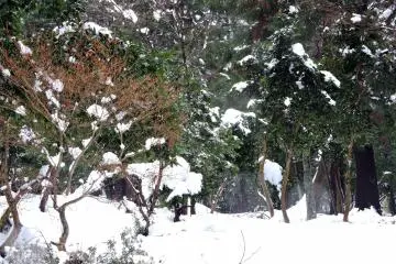<p>Snow-covered trees in the temple grounds</p>