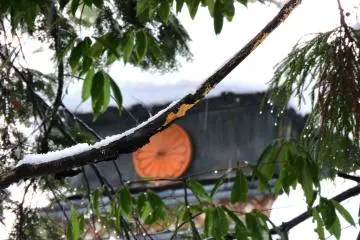 <p>Trees droop in the sleety rain</p>