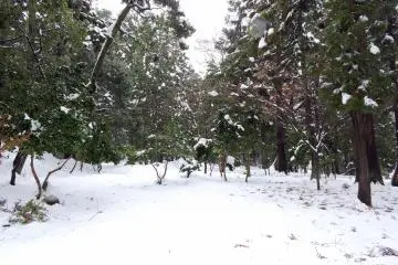 <p>Temple grounds covered with knee-deep snow!</p>