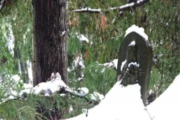 <p>No. 32 Kannon statue at the foot of a tree buried in snow</p>