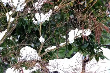 <p>Tree branches in snow</p>