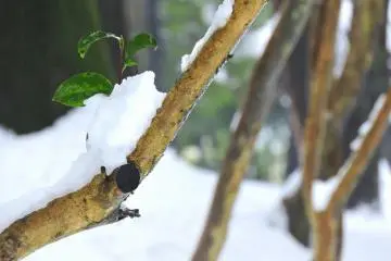 <p>Close-up look at the snow on a tree branch</p>