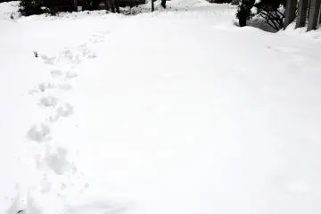 <p>My footsteps on untainted white snow...it was knee-deep!</p>