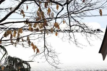 <p>Tree bough bending over a snow-covered roof</p>