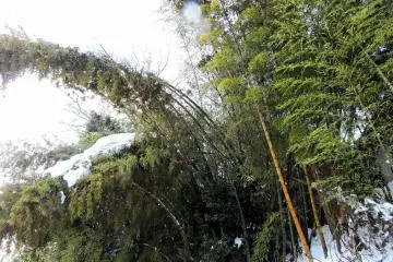 <p>Bamboo bowing under the weight of snow</p>