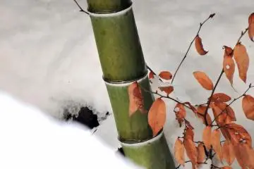 <p>Orange leaves at the foot of a bamboo in snow</p>