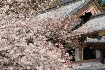 Kannon-do hall in spring.