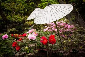 Peony in spring.