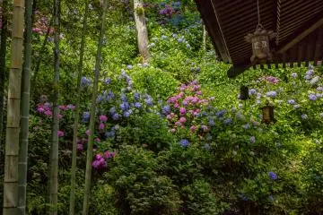 Hortensien are most beautiful in Hase-dera.
