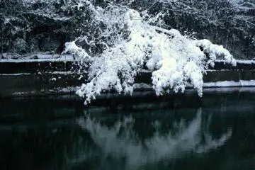 หิมะที่เกาะบนกิ่งไม้นี้มองดูเหมือนดอกซากุระพนธ์ห้อยย้อย