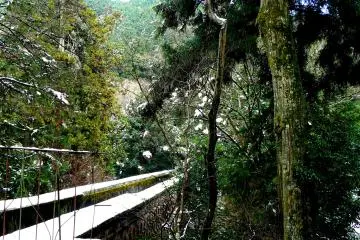 <p>The top of the aqueduct is two parallel white lines disappearing into the trees</p>