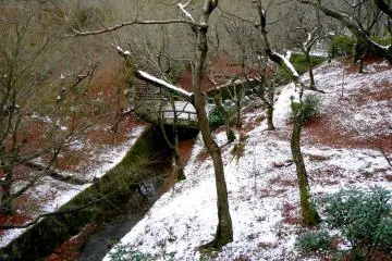 <p>The maple trees are bare</p>