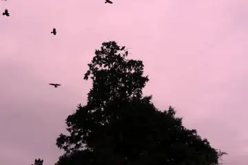 <p>Crows flapping overhead</p>