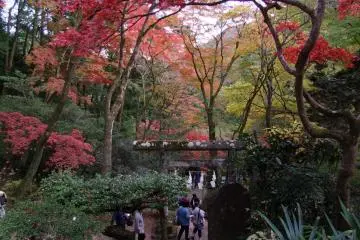 Autumnal foliage