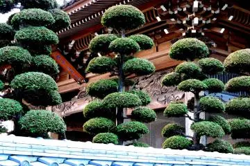 <p>Strangely trimmed trees</p>