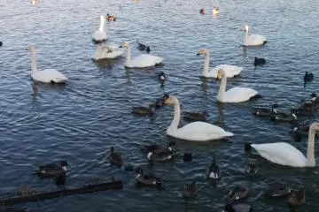 <p>Different species of birds live harmoniously</p>