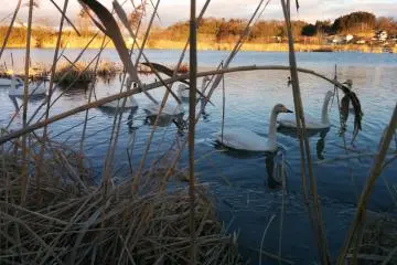<p>Abundant vegetation provides nutrition and hiding places</p>