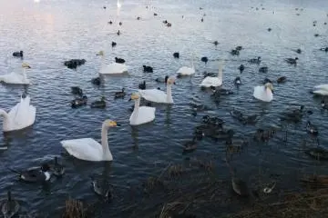 <p>So many birds steps away from the station</p>