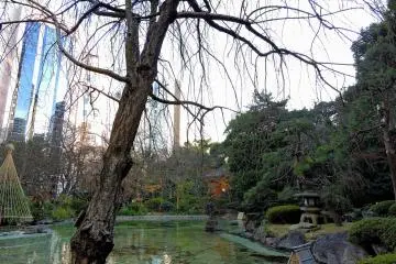 <p>Weeping cherry tree beside the pond. It will be so beautiful in&nbsp; fully bloom</p>