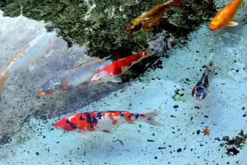 <p>Colorful Koi in the pond</p>