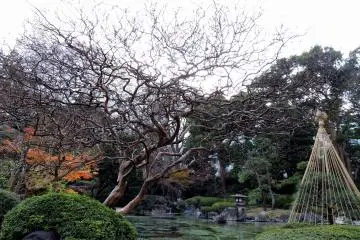 <p>Impressively shaped tree branches</p>