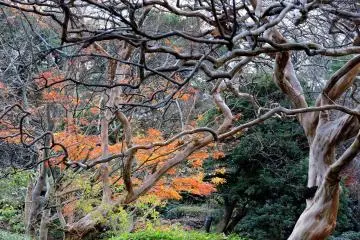 <p>Impressive bare tree from a different angle</p>