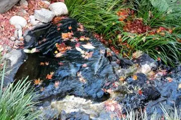 <p>Fallen leaves floating on a small stream</p>