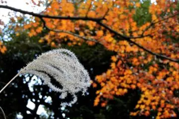 <p>Silver grass with orange leaves in the background</p>