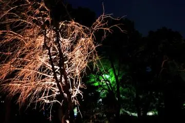<p>Illuminated weeping cherry tree beside the walkway in the garden</p>