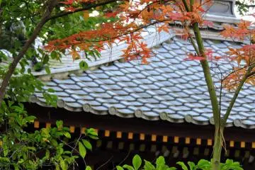<p>Orange leaves near Kannon Hall</p>