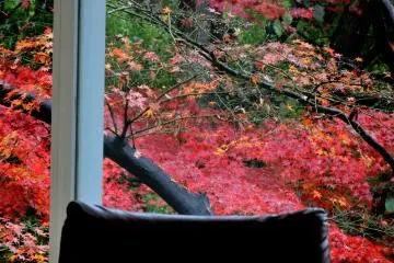 <p>Autumn leaves still burning red at the end of December</p>