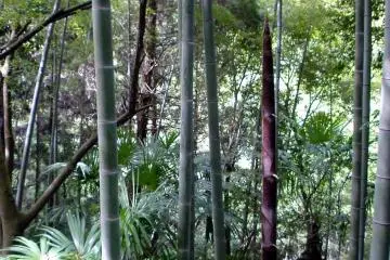 Vibrant plant life on Mt. Takanawa