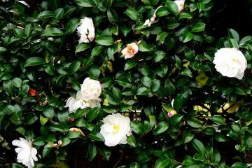 <p>Camellia blossoms in the hedge around Byodo-in</p>