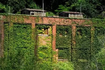 <p>Closer view of the ivy covered brick building</p>