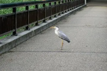 Bird on a bridge (I think this is a heron)